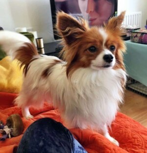 teddy the papillon by sara louise (1)