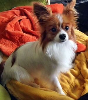 teddy the papillon by sara louise (2)