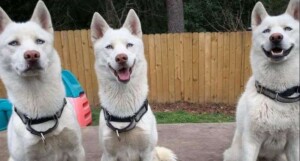 the hanvey pack of huskies by wendy b