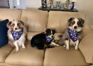 toby stevie and shiloh our aussies by michelle gb