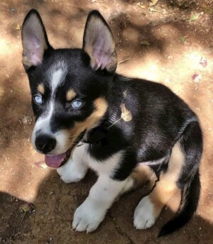 tucker mcsquatch 8.5 wks husky puppy by lauri s