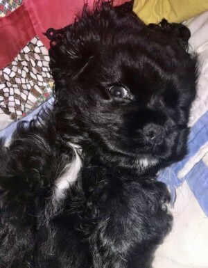 ulani rose is a 4 week old cocker spaniel puppy by brandi w (2)