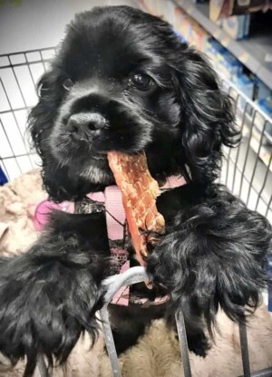 ulani rose is a 4 week old cocker spaniel puppy by brandi w (3)