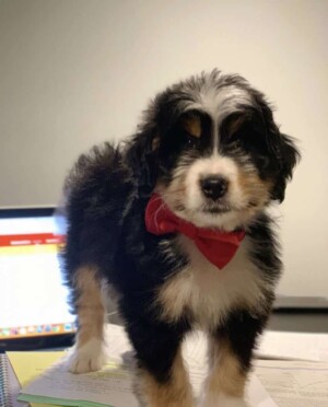 walter the bmd puppy by mikaylab