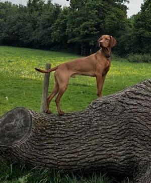 winston the vizsla by andrew p
