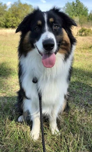 wren the aussie by jessica s