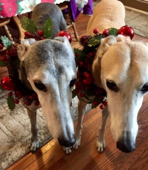 wynonna & miya julie w