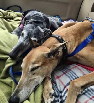 ziva and trooper the greyhounds by michelle r