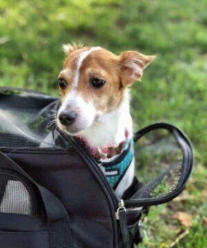 biscuit the jrt mix in her forever home by biscuit mc (1)