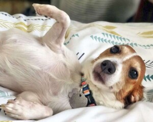 biscuit the jrt mix in her forever home by biscuit mc (2)