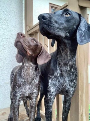 i love my gsps by brenda p