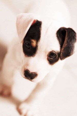 peanut the 2 month old jrt by nutaboutpeanut