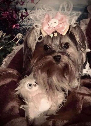 polly pea the yorkie by rhonda s (2)