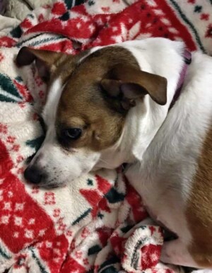 poppy the jrt in chill mode by sam c