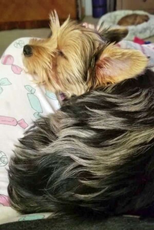 princess mia grayse my yorkie by sara t