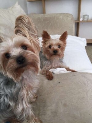 princess and aurora mom and daughter yorkies by renee little