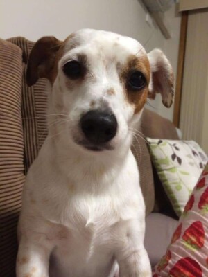 princess our jrt rescue by joe b