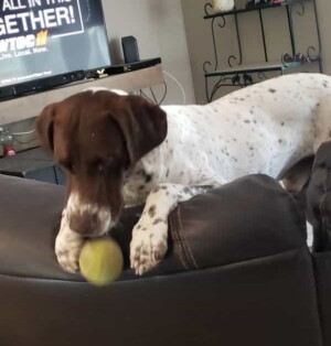 rebel the gsp by denise t