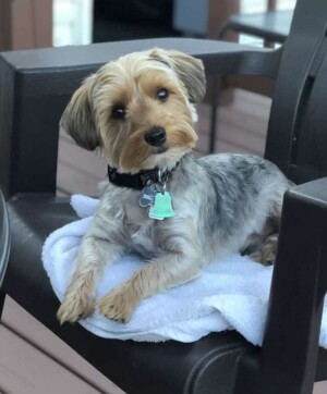 riggs the yorkie by preshcia a