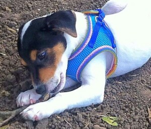 rudy the jrt by jackandrudy