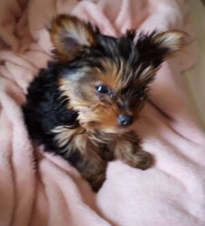 sage the yorkie puppy by jodi d