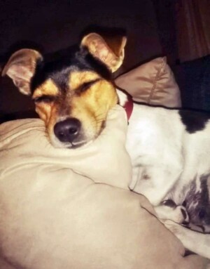 Sassy the JRT by Anet C