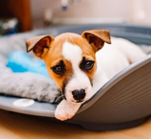 sparky the jrt puppy by as photography (2)