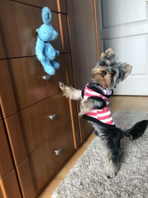 suski the yorkie wants her toy by sushi