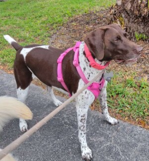 tango the gsp by ilovedogs101