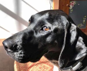 the adventures of storm the gsp by linda c (1)