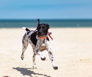 the adventures of storm the gsp by linda c (1)