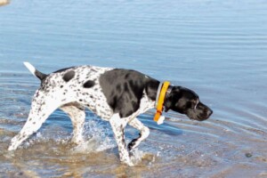 the adventures of storm the gsp by linda c (2)