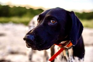 the adventures of storm the gsp by linda c (3)