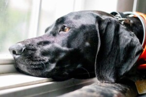 the adventures of storm the gsp by linda c (4)