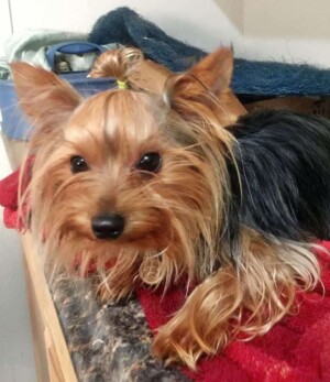 timothy the yorkie by kash l