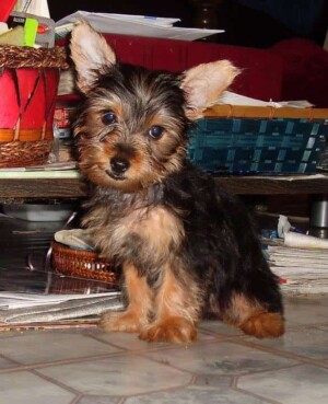tinker bellie the yorkie by lori l