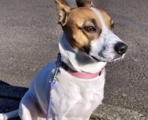 too windy to walk mt jrt by crystal e
