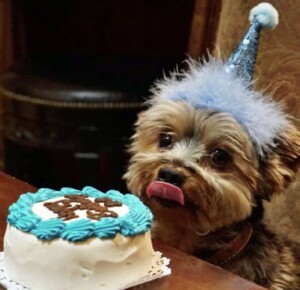 yorkie birthday party by vanessa r