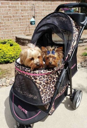yorkies out for a stroll by rhonda e