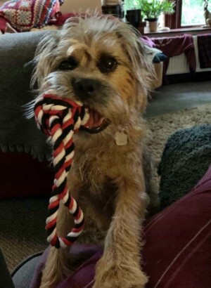 albie the border terrier by kags bags (1)