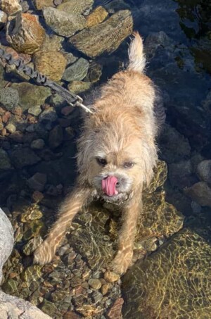 albie the border terrier by kags bags (2)