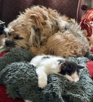 albie the border terrier by kags bags (3)