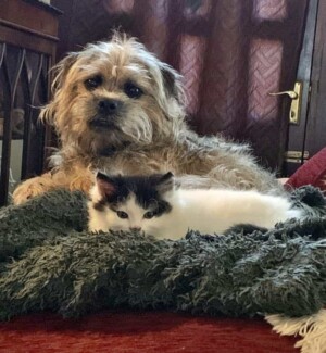 albie the border terrier by kags bags (4)