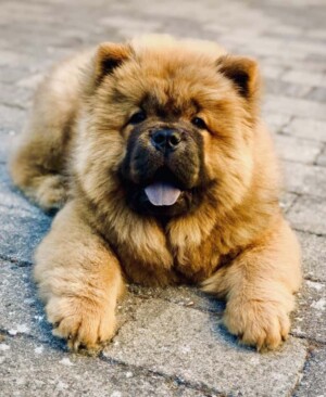 aslan the danish chow chow by hygeia