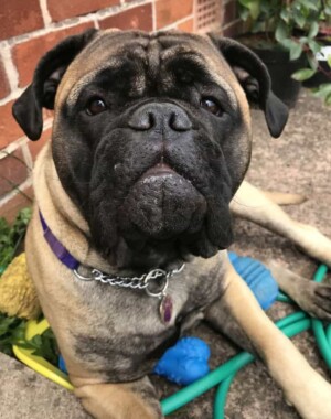 beautiful bella the bull mastiff by tania g