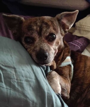 beefcake the 20 pound chihuahua by jennifer