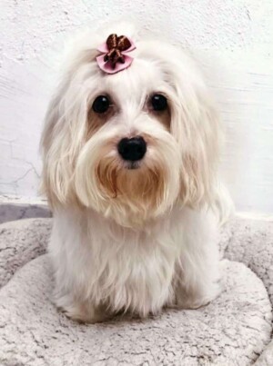 beli the maltese by andrea19