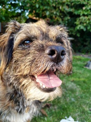 benjie the border terrier by david n