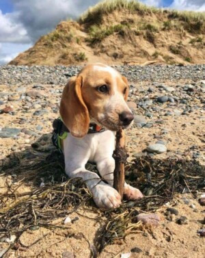 bessie the beagle on the beach by iambessiec