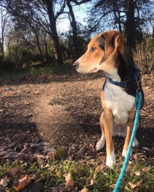 bjorn the beagle by robyn n